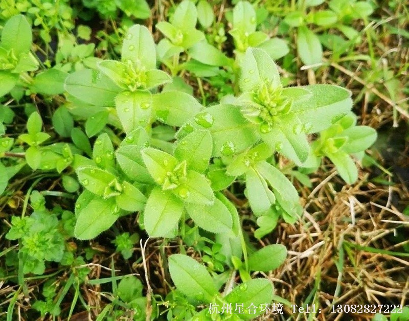 早春时节，绿化养护园林中往往会发现一些看上去已经“很大”的杂草