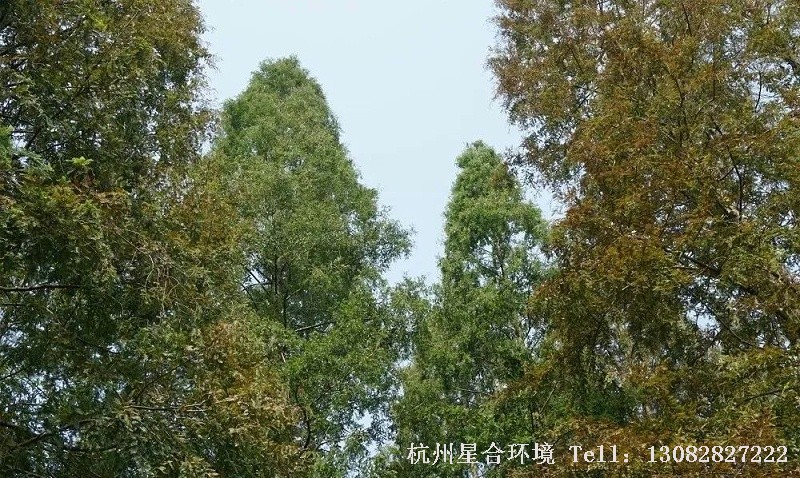 绿化养护-滴注输药防治红蜘蛛