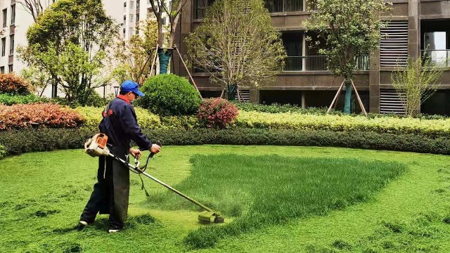 园林绿化养护中草坪你知道如何修剪吗?
