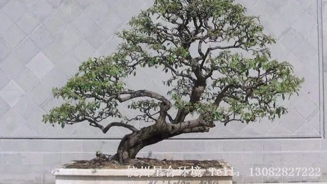 盆景养护