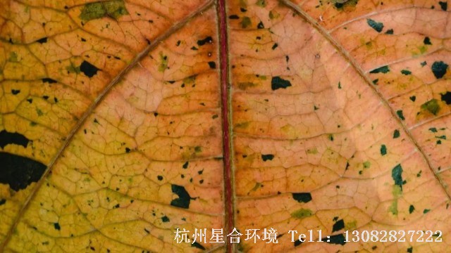 小区养护