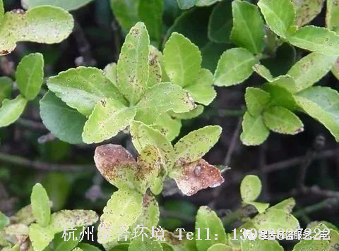 绿化养护