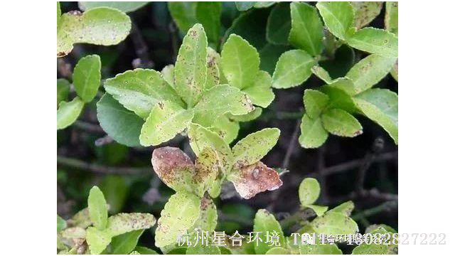 绿化养护