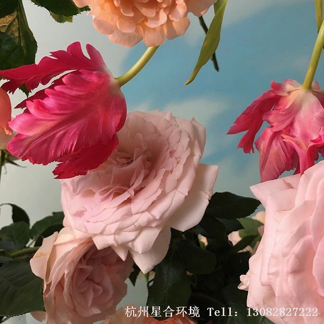 绿化设计粉白