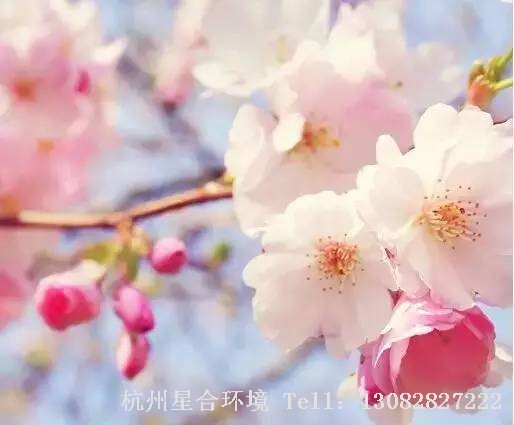 绿化设计白粉