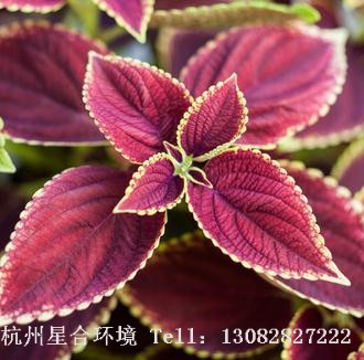 绿化设计观叶植物