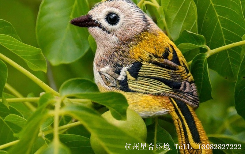 绿化养护小鸟