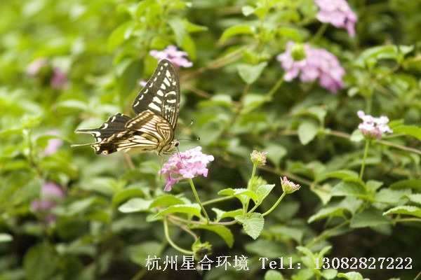 绿化养护动植物