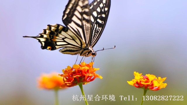 绿化养护
