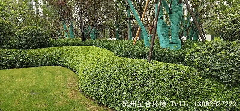 绿化养护