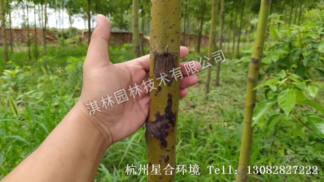 绿化养护