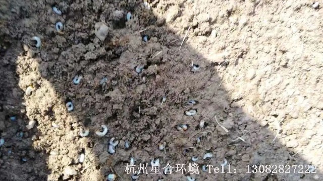 草坪养护