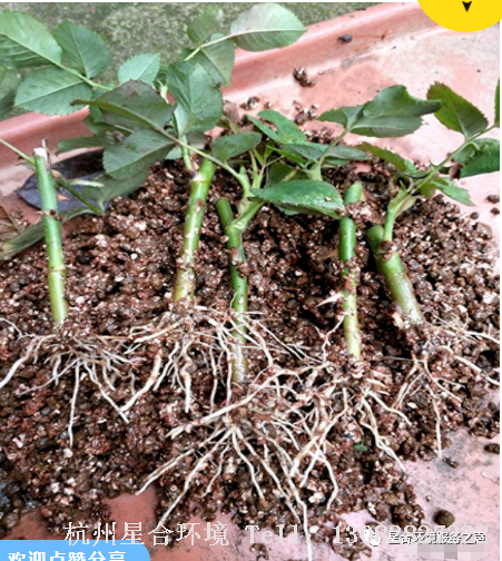 植物消杀