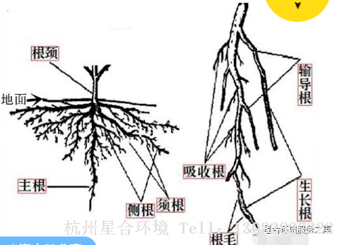 植物消杀