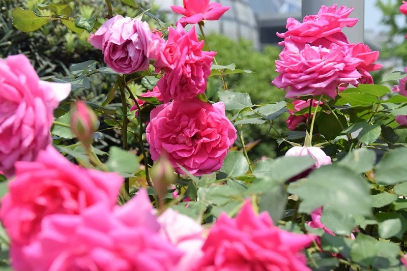 月季花如何养护