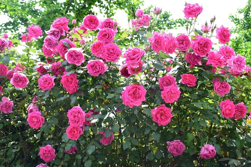 月季花如何养护