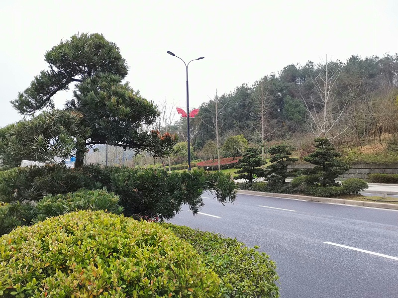 市政绿化养护
