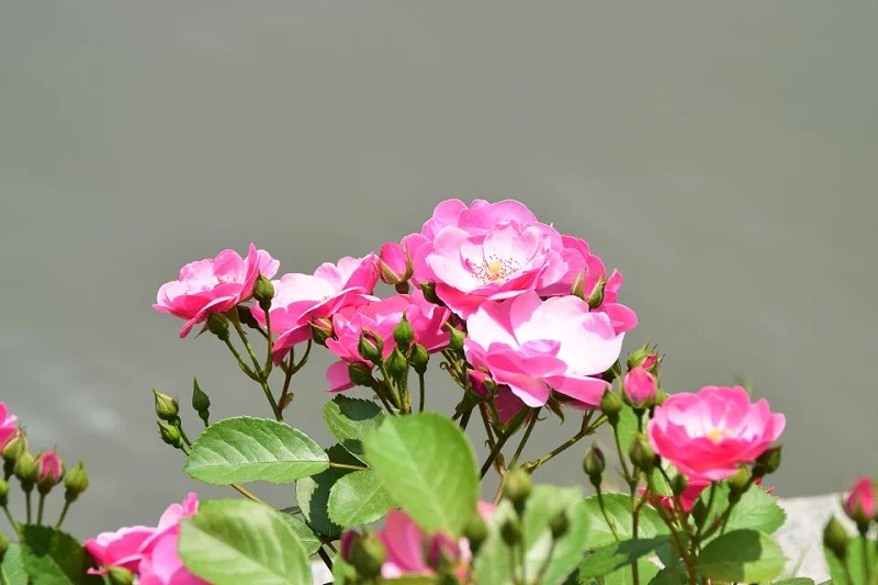 月季花如何养护