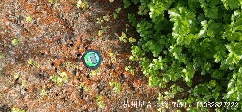 绿化养护