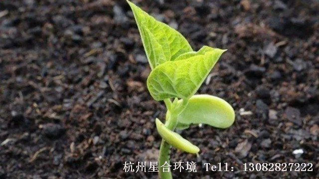 绿化养护