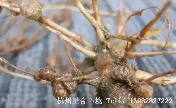 绿化养护