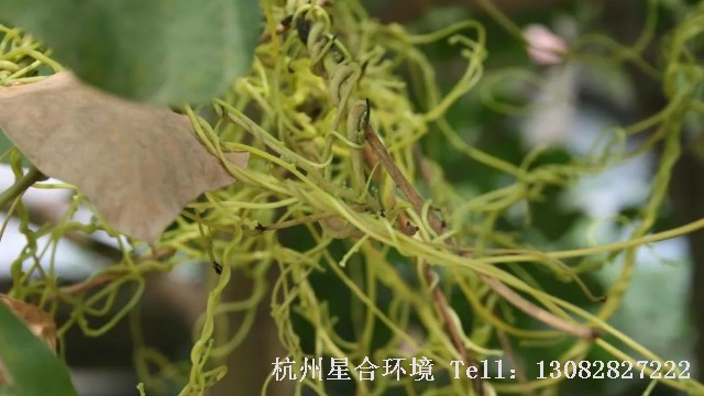 绿化养护