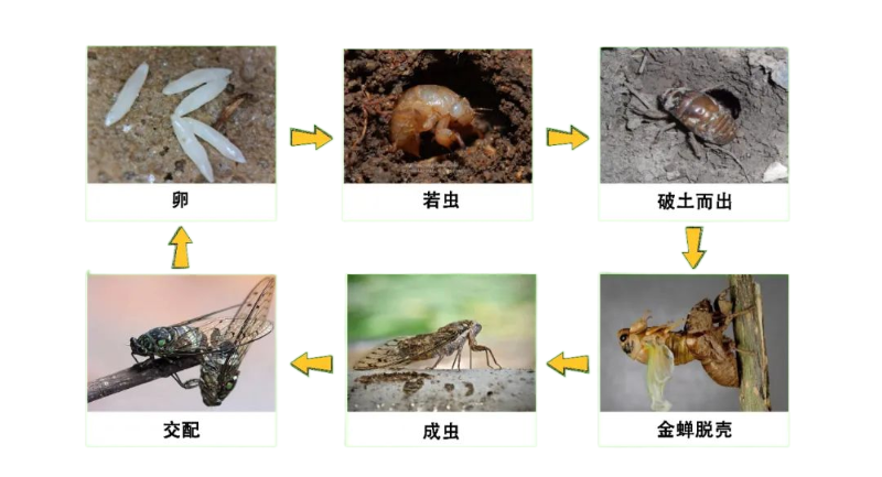 绿化养护