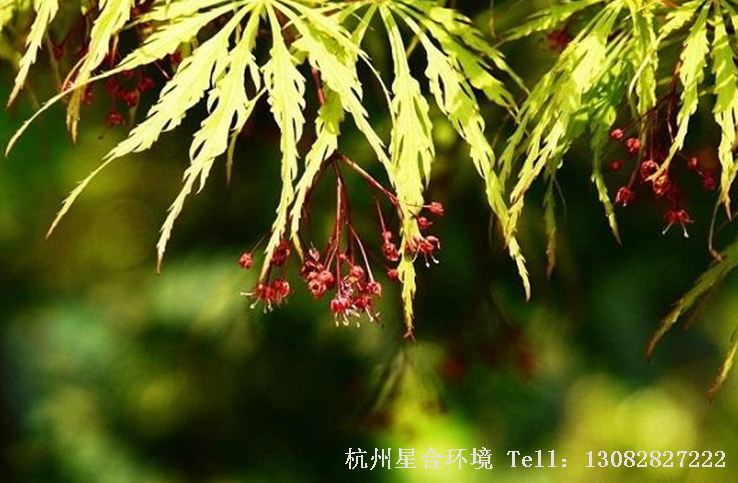 绿化养护羽毛枫