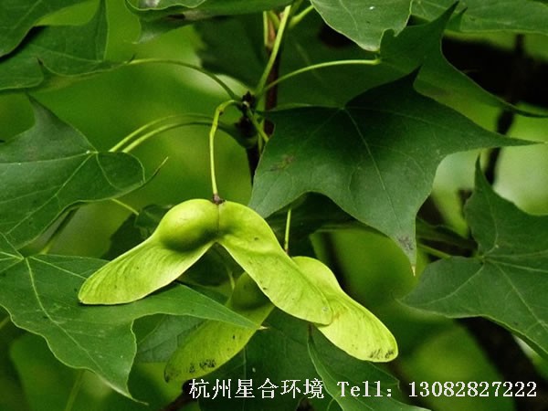 绿化养护元宝枫