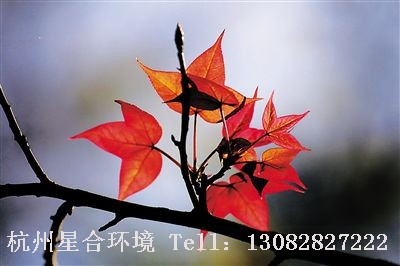 绿化养护三角枫
