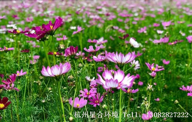 庭院改造波斯菊
