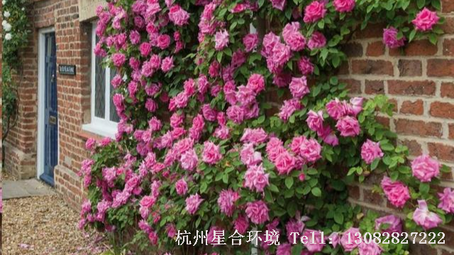 庭院改造