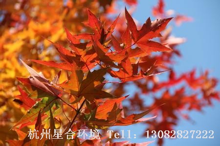 绿化养护五角枫