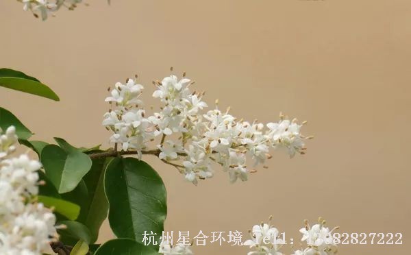 庭院施工