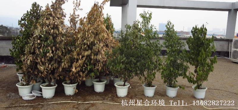 案例一：天竺桂幼苗使用抗秀+朴绿+希慕，用药一个月后观察发现，绿化养护用药组为害较轻且基本恢复正常生长，而清水对照组受害严重，叶片明显枯萎，部分枝条枯死。