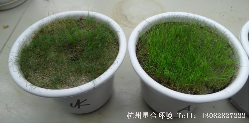 案例二：剪股颖草坪使用抗秀+朴绿+希慕，绿化养护用药后1周观察，可以明显看出用药组基本生长正常，受低温影响较小。而清水对照组受到寒害后大部分草都萎蔫枯死。