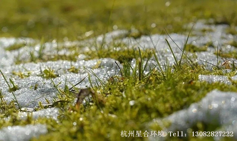 在所有阶段中，草坪休眠季的养护管理往往不被重视，其实这是草坪养护中一个很大的误区。