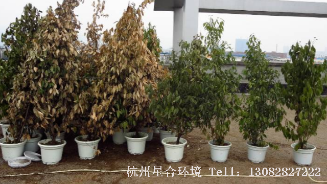 绿化养护