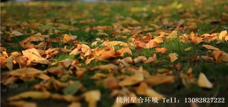 虽然冷季型草坪休眠季根系生长比较缓慢，需水量少，但其生命活动仍在继续，草坪养护仍然需要一定量的水分，特别是我国北方地区冬季特别干旱。