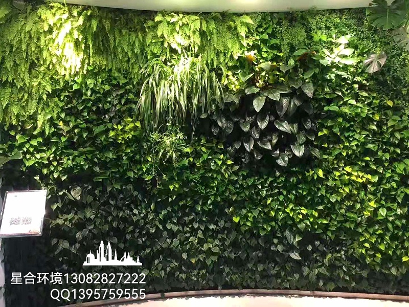 立体植物墙