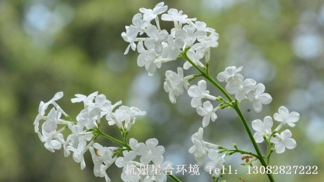 绿化养护