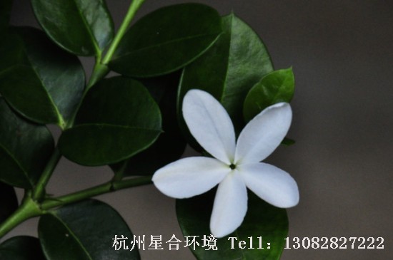 绿化养护茉莉