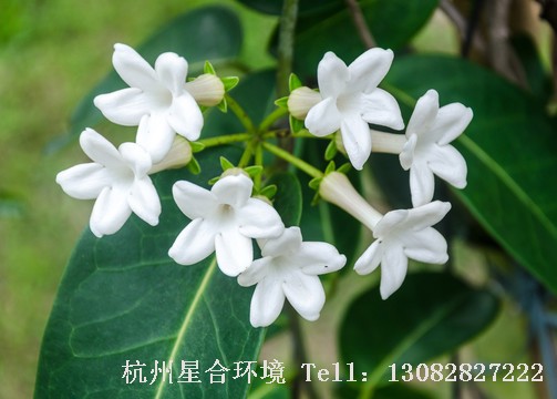 绿化养护