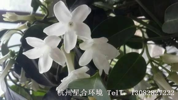 绿化养护茉莉特写