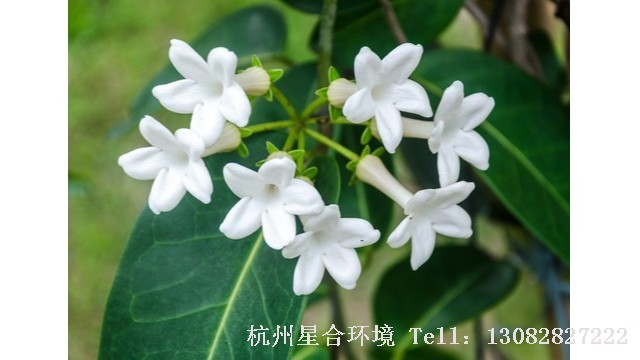 绿化养护