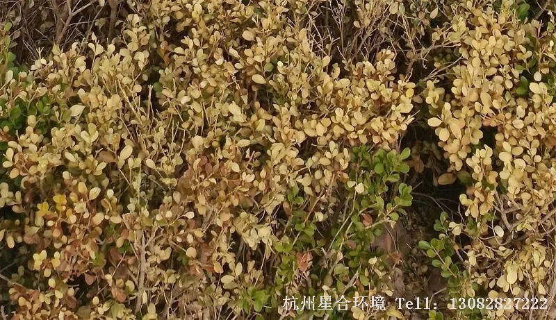 杭州绿化养护