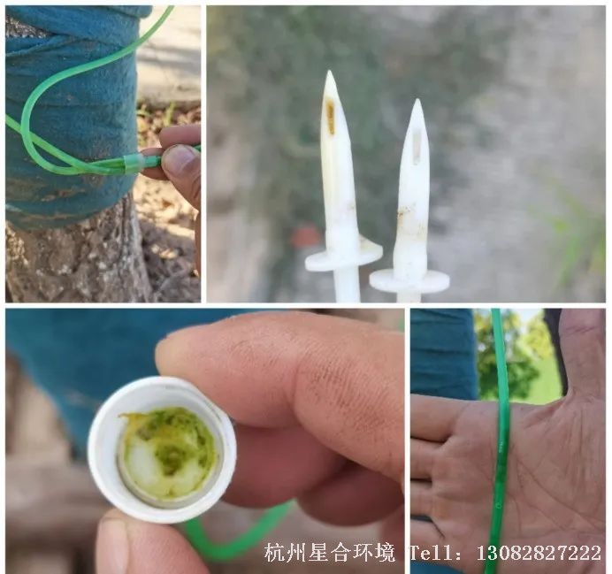 绿化养护