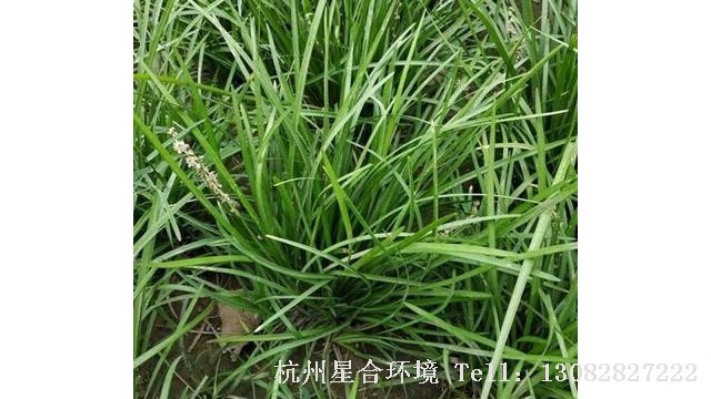 公园养护