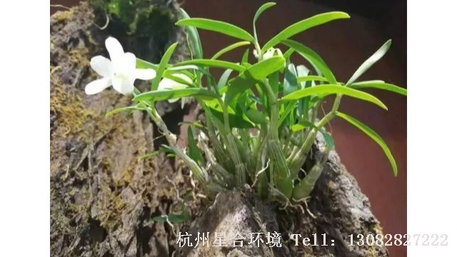 杭州绿化养护-杭州绿化养护的中华“九大仙草”排行榜，你知道多少？