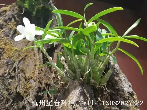 杭州绿化养护
